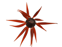 Load image into Gallery viewer, Coike Fish Elastomer L