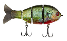 Load image into Gallery viewer, Baby Bull Gill