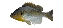 Load image into Gallery viewer, Bluegill Top Hook