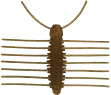 Load image into Gallery viewer, Miharamushi Pellet Bug