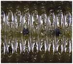 Load image into Gallery viewer, Oki Worm
