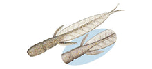 Load image into Gallery viewer, C-4 Leech
