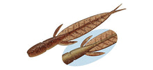 Load image into Gallery viewer, C-4 Leech

