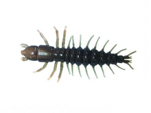 Load image into Gallery viewer, Hellgrammite

