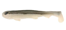 Load image into Gallery viewer, Minnow
