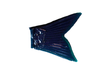 Load image into Gallery viewer, Dowz Swimmer 180 Spare Tail
